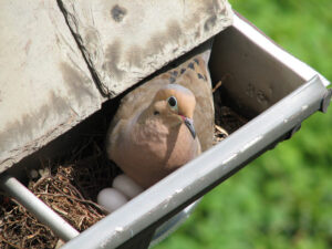 A dove nesting inside a roof gutter